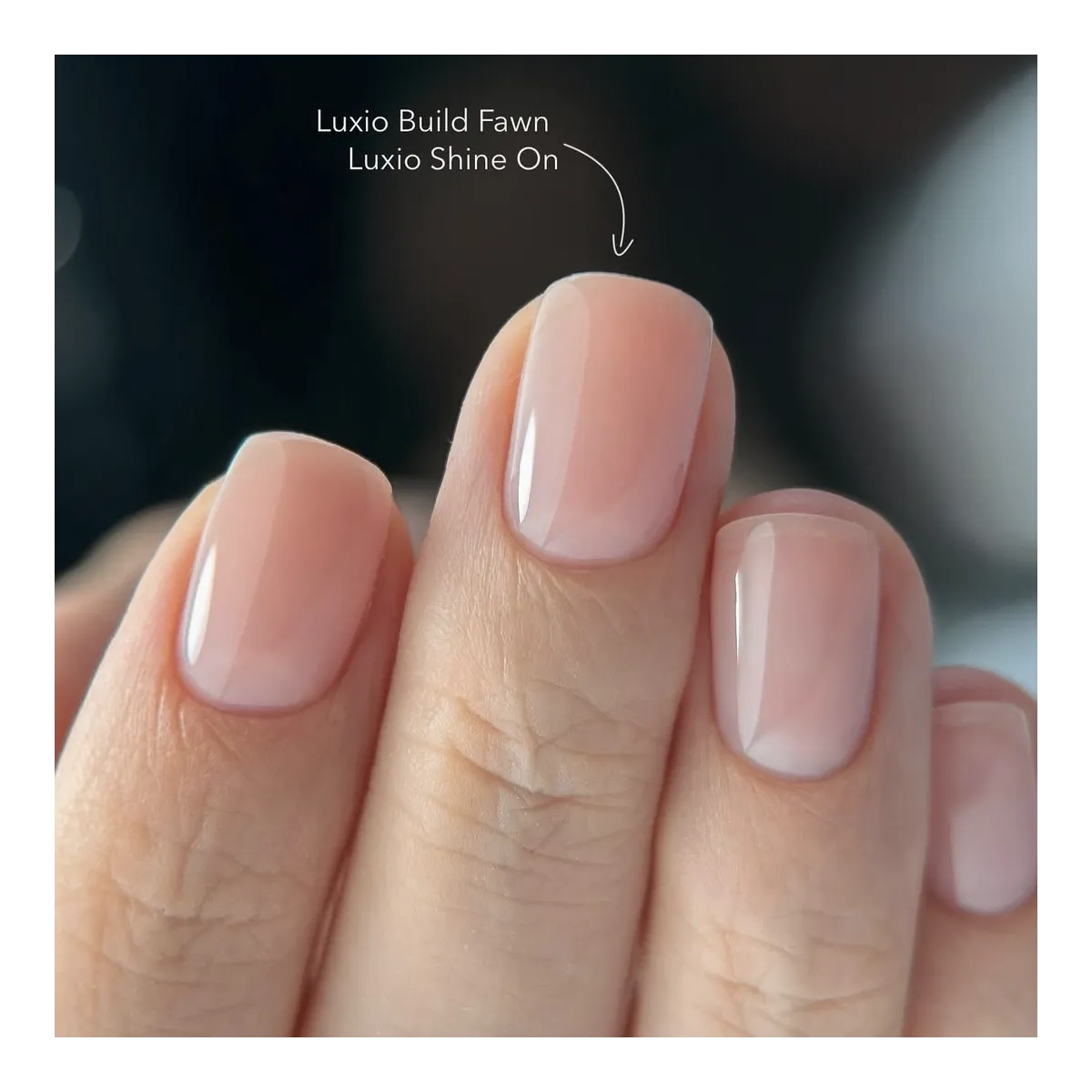 Luxio Build Fawn 15ml